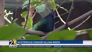 Mysterious disease killing birds in Ohio, public asked to remove feeders