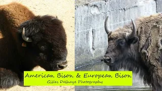 American Bison & European Bison - The Differences - By G.Delhaye Photography