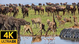 Africa Animals 4K - Africa's Untamed Beauty in 4K | Piano Harmonies Music