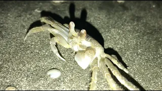 Exploring Galveston: Beach Crabbing