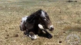 Birth of an Appaloosa mule foal at West Elk Equine