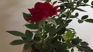 Indoor Rose Growing Tips