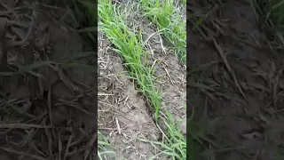 Прямой посев яровой пшеницы по сое (no-till первый год), Курская обл., Роман Ратников 2024 год.