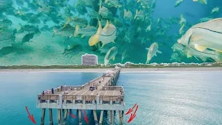 1,000's of GIANT Pier Fish, Two Anglers and One Life Changing Bet!