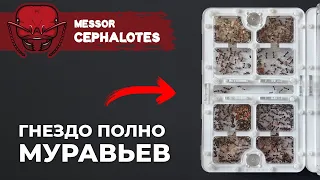 САМЫЙ БЫСТРОРАСТУЩИЙ МУРАВЕЙ-ЖНЕЦ | Giant African harvester ant | Messor cephalotes