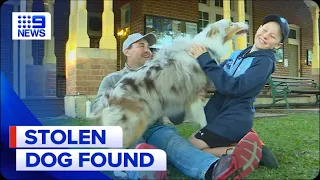 Stolen blind dog is reunited with family in Queensland | 9 News Australia