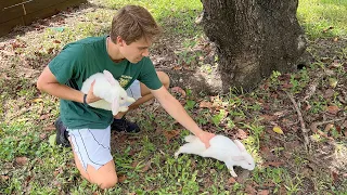 NEGLECTED RABBITS FOUND DUMPED BY OWNERS ! WHAT HAPPENED ?!