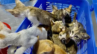 Save 10 kittens homeless for new home By old woman🐈🐈 | FTC Meow