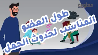 طول الانتصاب المناسب لحدوث الحمل