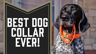The Only Dog Collar We Will Ever Use Again!