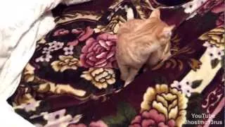 Кот Тима - Поймаю как не крути / смешные коты / funny cat