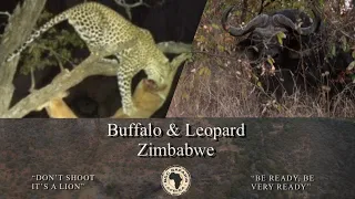 “LION ON BAIT” Buffalo & Leopard Safari with G&C Safaris Africa in wild Zimbabwe