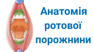 Анатомія ротової порожнини. Вступ до травної системи