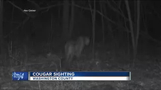 Another cougar sighting in southeast Wisconsin