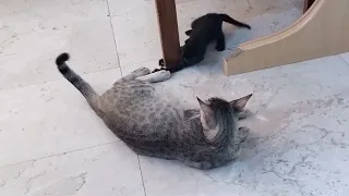 Mama cat no reaction to her kitten when biting her tail.