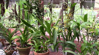 Orchids.........Dendrobiums....decidious factor and keiki's....