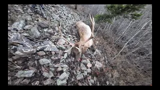 BULL DOWN!! ELK PARADISE!! | Montana Rifle Elk Hunt