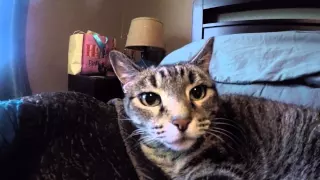 PETS' REACTION TO GOPRO