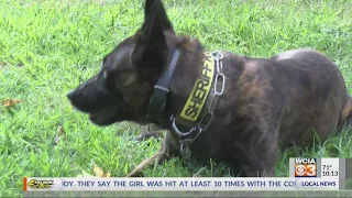 Marijuana sniffing dogs