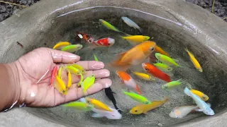 Catch colorful glofish, molly fish, goldfish, ornamental fish, catfish, small fish, koi fish #66