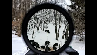 Wild Boar hunting in Romania,Chasse aux sangliers en Roumanie,Keilerjagd in Rumänien