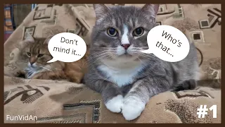 Funny😂 and Cute Cat😸 Videos 2021  Try not to Laugh or Grin Challenge #1