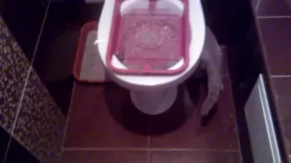 Приучаю кошку к унитазу своим методом / Accustom the cat to the toilet by his method