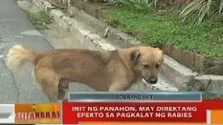 BT: Init ng panahon, may direktang epekto sa pagkalat ng rabies