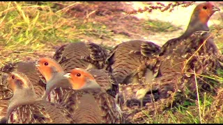 Стая серых куропаток || flock of gray partridges