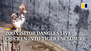 Visitor at Chinese zoo dangles live chicken into tiger enclosure