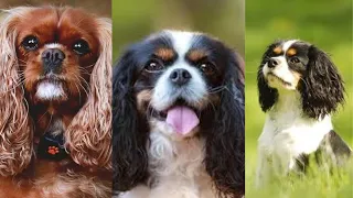 Cavalier king charles spaniel | Funny and Cute dog video compilation in 2022.