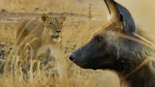 Wild Dogs vs Lioness: Who Will Win? | BBC Earth