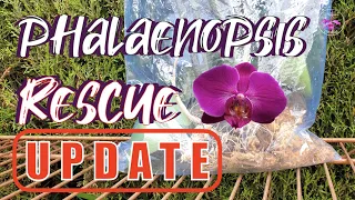 Rootless Phalaenopsis Orchid Rescue UPDATE | Sphag and Bag Method #insolence #ninjaorchids