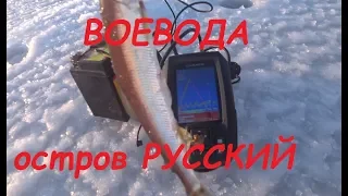 Воевода остров Русский навага 2020