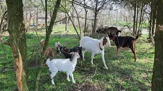 Our baby goats are also growing fast 🐐💖🐐