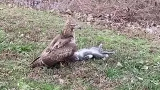 Hawk Flies Off With Cat