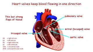 What is a heart valve? How valves keep blood flowing in one direction through the heart.