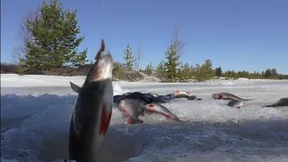 Наловил КУЧУ окуней с одной ЛУНКИ !!! ЗАКРЫВАЕМ СЕЗОН ПОДЛЕДНОЙ РЫБАЛКИ 🎣