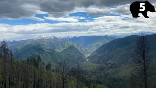 BEARS and MUSHROOMS | Public Land Spring Bear Hunting in Idaho