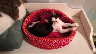 Crochet cat bed! Tutorial, fast fun an very easy. My cats love it .