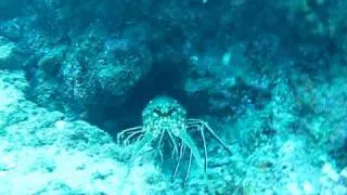 diving for lobster in secret hole