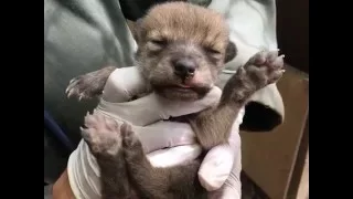 Eight Day Old Mexican Wolf Pup Born At the Wolf Conservation Center