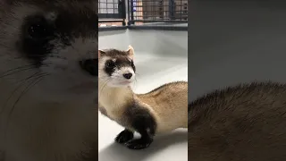 Cute But Spicy Wild Ferrets