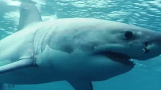 Shark Attacks - Documentary