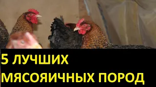 5 самых лучших мясояичных пород кур