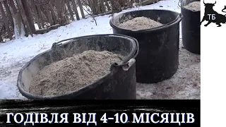 №27. ВІдгодівля биків в Україні. Раціон від 4 до 10 міс. віку.