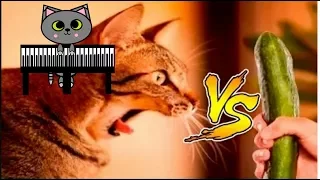 (Смешные кошки)+(Оскар VS ОГУРЕЦ)