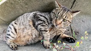 A strong-looking cat lies down in the gutter and relaxes