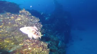 Diving in Azores 2016
