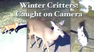 Winter Animals Caught on Security Cameras (deer, fox, raccoon, feral cats) using Blink + Litom solar